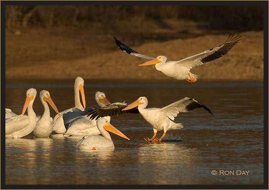 White Pelicans, (Pelecanus erythrorhynchos), Landing